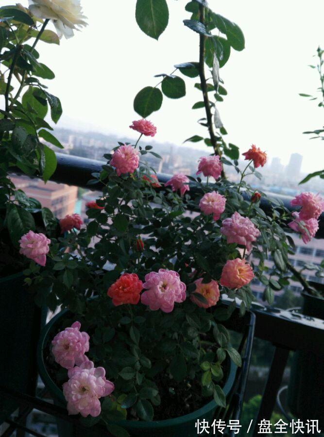 喜欢菊花，不如养盆优良名菊“南农小菊”，花开爆满枝，多彩多姿