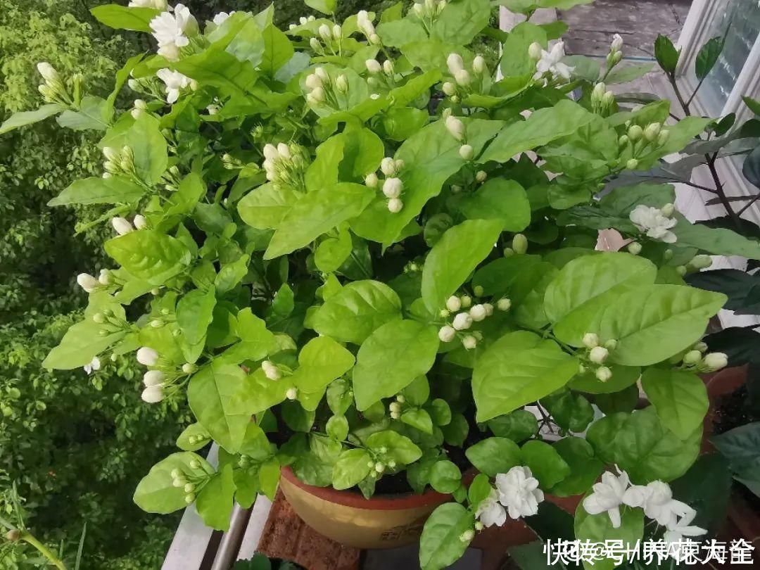 月季|8种花，现在快施肥，秋天开出满树花