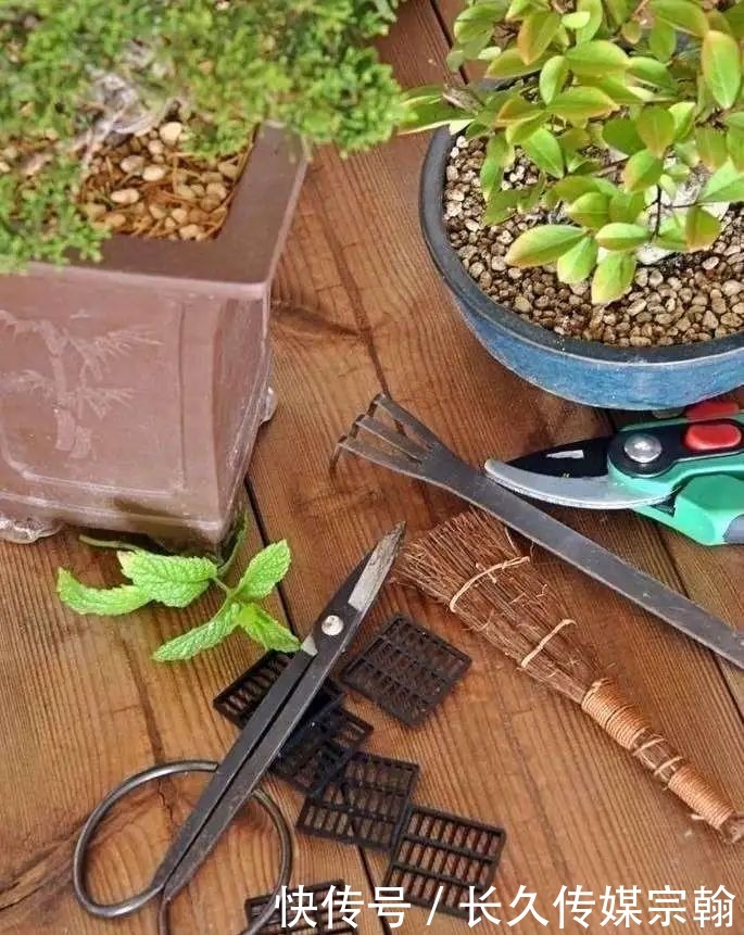 用普通花草树木来“练手”,经蟠扎,立马显现盆景造型的魅力!