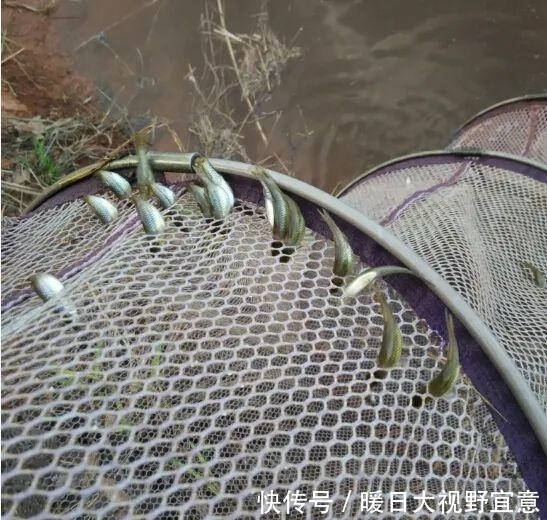 自杀|小鱼“集体自杀”,钓鱼20年第一次见!