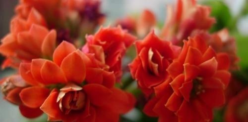 夏季长寿花黑腐现象严重,“反着”来养,养出更多侧芽更容易爆盆