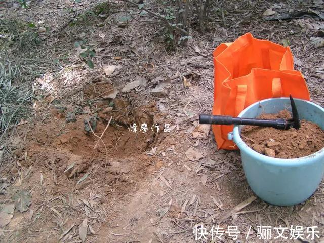 土土质|竹林下的1种土,是养花“极品土”,掺在盆里,啥花都能长得旺!