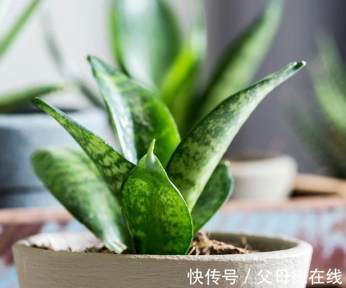 虎皮兰叶子不断低垂,慢慢发黄又烂根,这样做能解决