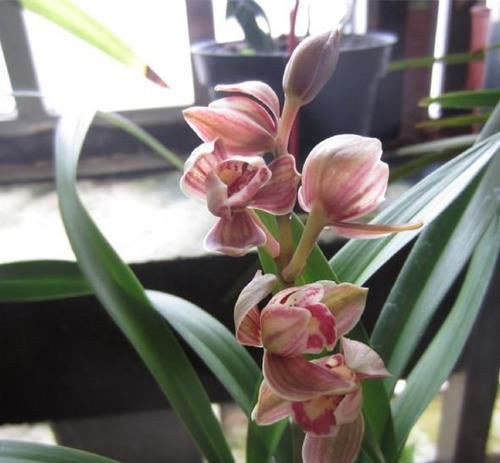  香味|气质最高贵的兰花，花色靓丽，香味浓烈，是兰友们梦寐以求的品种