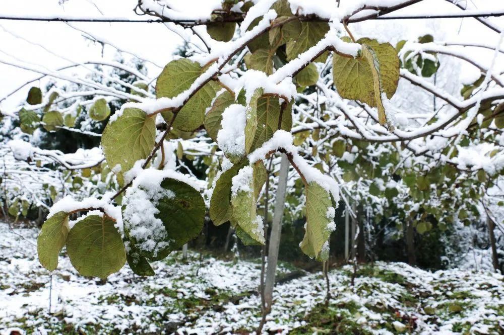 秘密|这个秘密只告诉你，刷爆朋友圈的广元雪景，都在这里了！