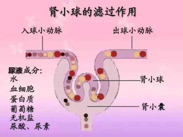 深圳市第三人民医院|4个月宝宝意外去世，“鸽子蛋”大的肾脏，救活15岁男孩！