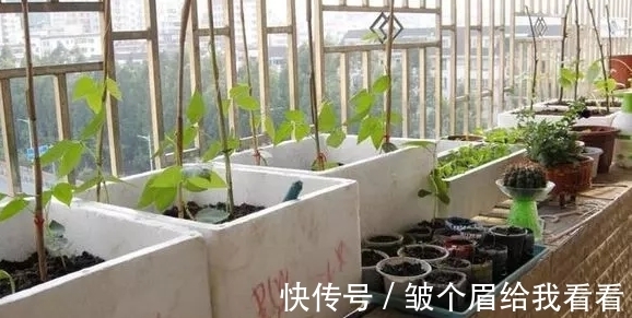 扔掉泡沫箱会污染环境?不如就拿来养花,实用、省钱、用途多