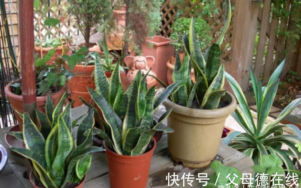 虎皮兰繁殖成活率高，而且好养活，按这3个方面来做，养出好状态