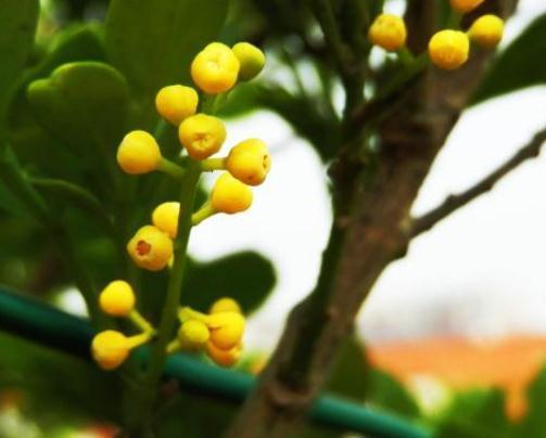 窗口边养“米兰花”,喝点“小饮料”,花朵一开满阳台