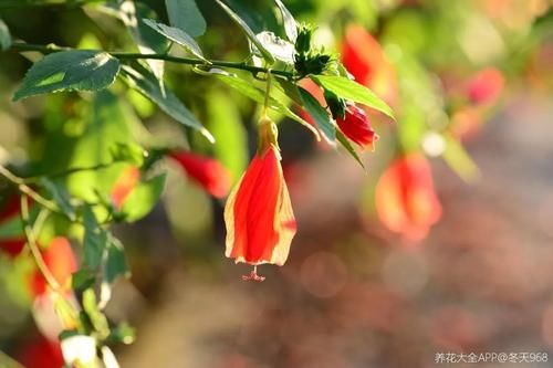 10种“稀罕花”，连名字都认不全，竟然拼命掏钱买