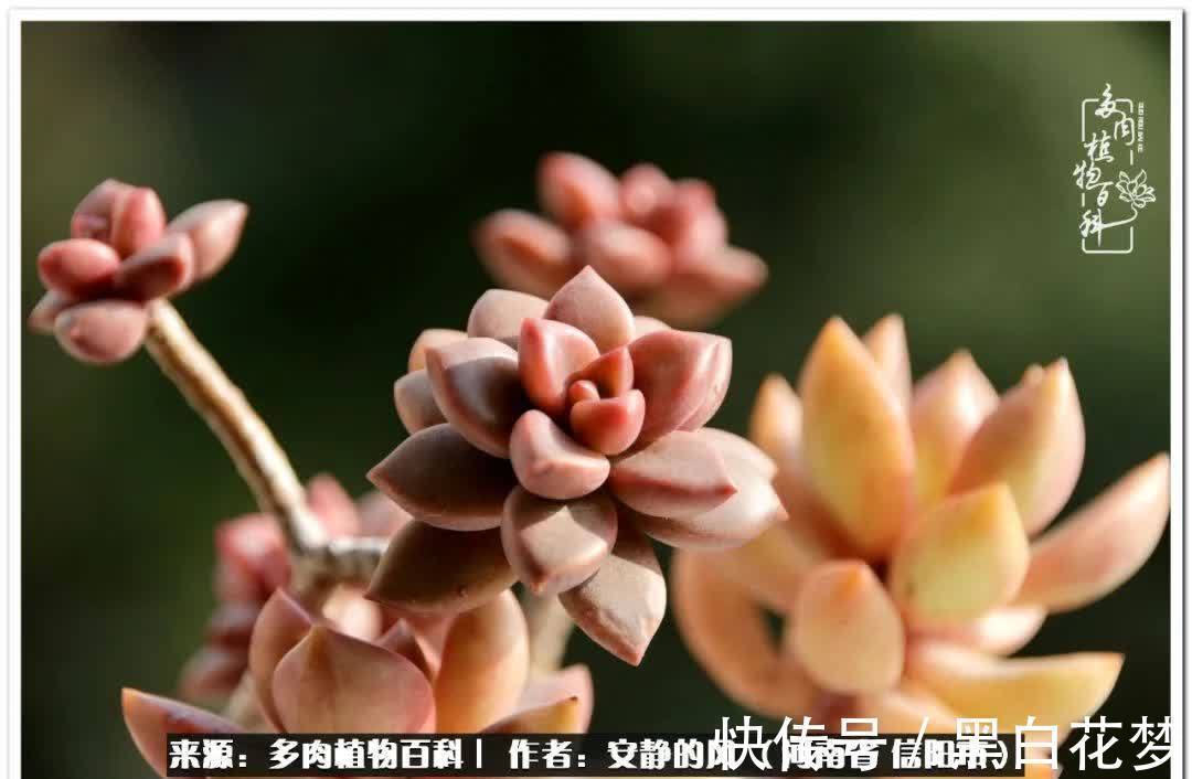 阳台多肉党的幸福生活!