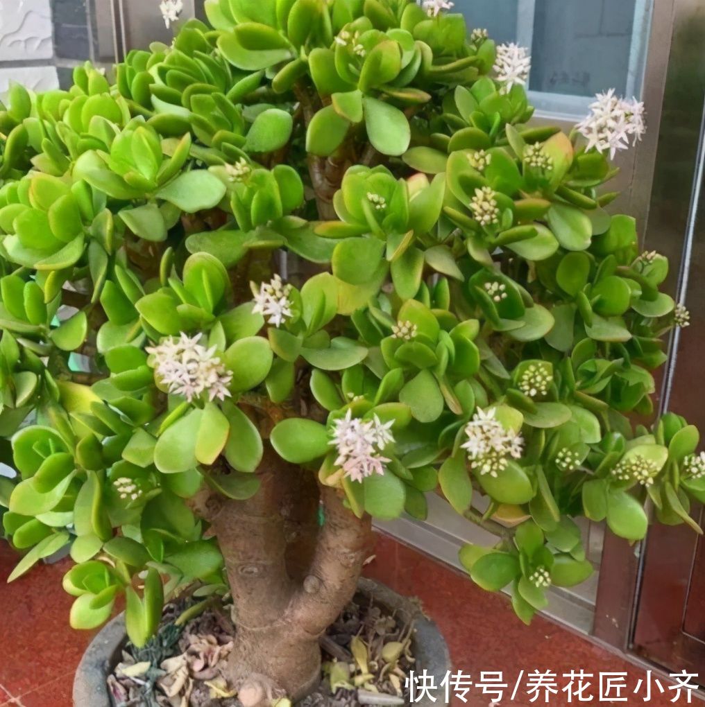 景天科|如果想让玉树长得快，夏季不能少了这3点