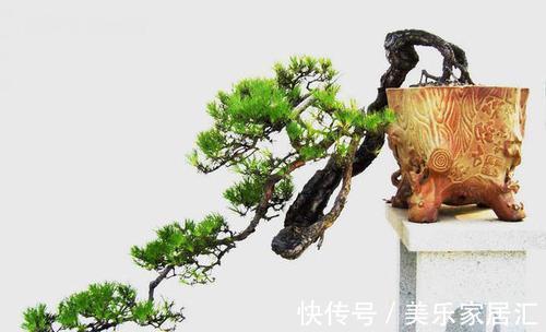 养好山松盆景先养根,怎样才能养好山松根