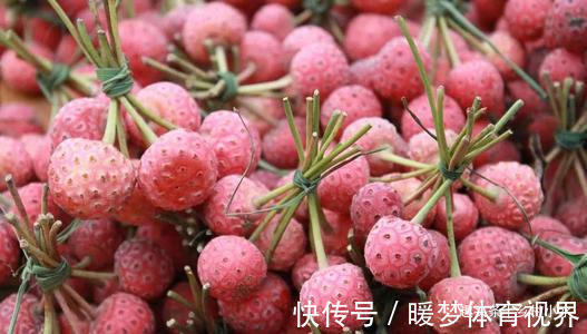 羊奶果|农村山上野生水果,有钱也很难买到,你吃过哪几种?