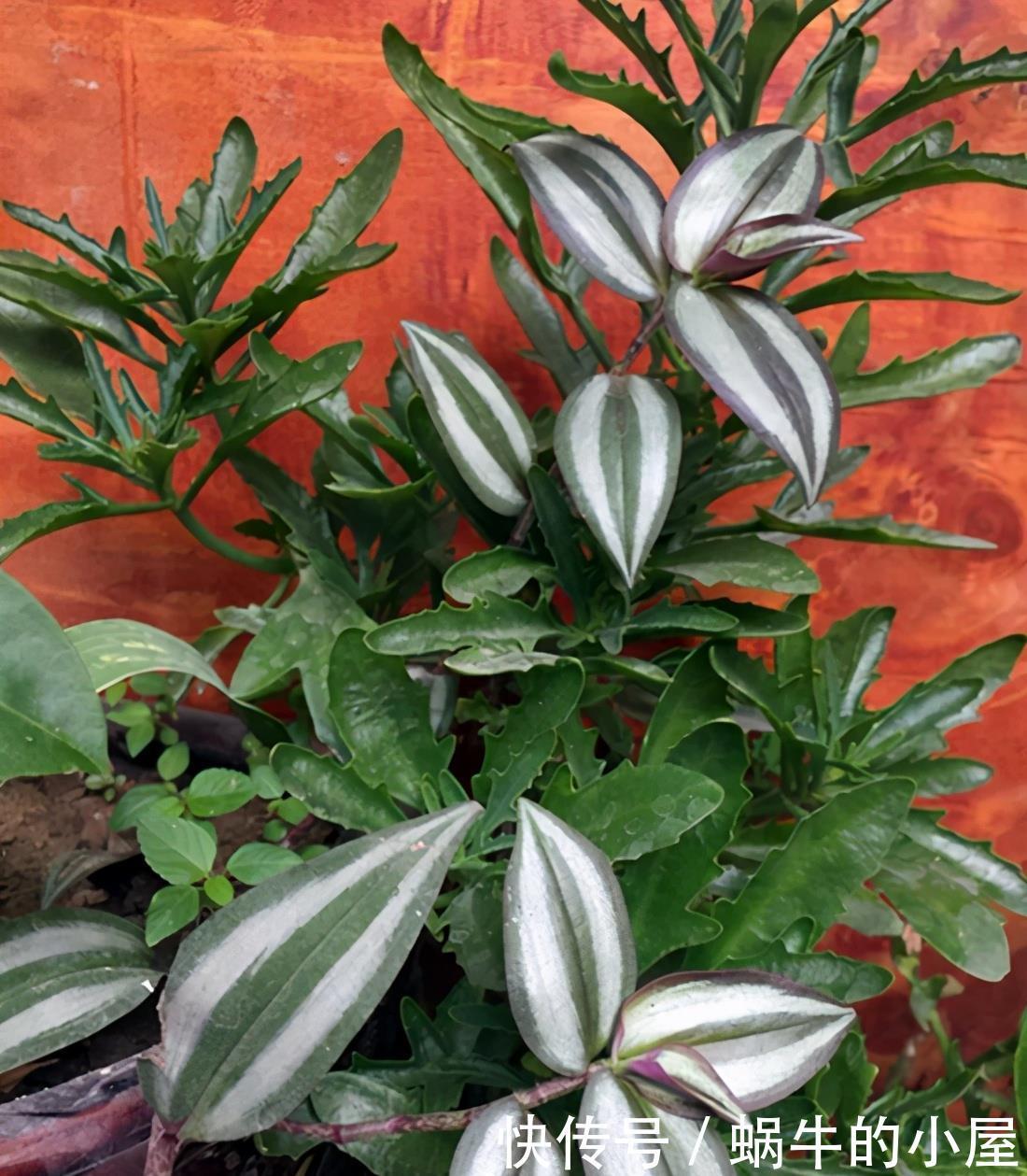 遮光网|4种需尽快搬离阳台的耐阴花,晒久了会影响花的生长,安排起来