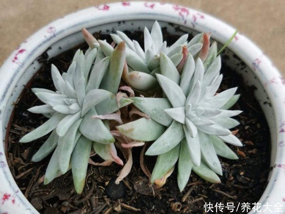 多肉|多肉夏天怎么养？休眠期一到，就要小心了