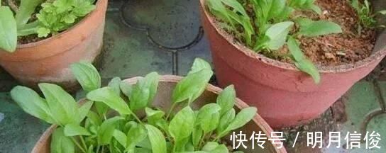 老花农|这种花比桂花香,比茉莉好闻,家里养一盆,能薰一室香