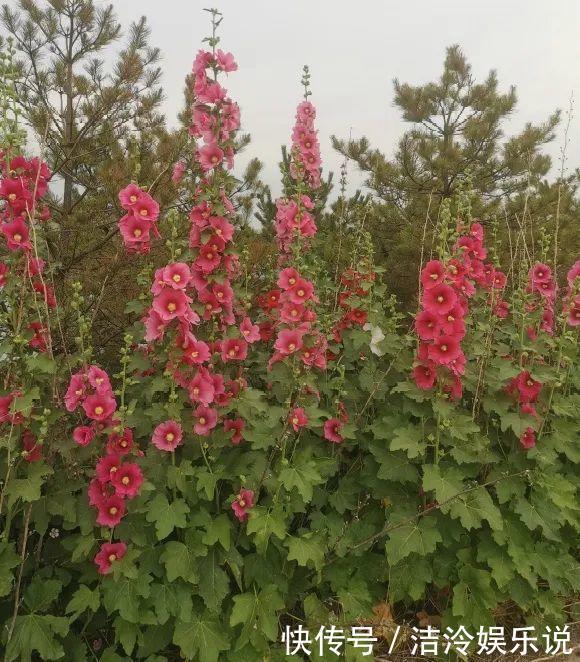 5种花最好别养,根钻得到处都是,砍都砍不尽