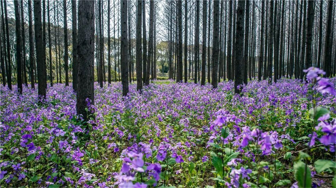 【乡村生活】最美罗泾油菜花海