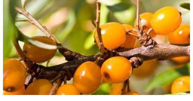 睡眠质量|儿科医生劝告:娃再馋,这3种零食也少给娃吃,易伤脾不长个