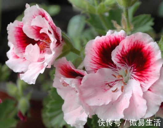 碧冬茄|家里有异味，不如养这些花朵，花开美艳动人，清香四溢保你睡眠好