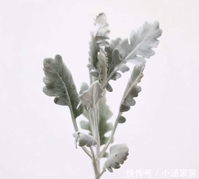 植物|圣诞节快到了,高冷气质的银叶菊养起来,高冷的气质非常有品质