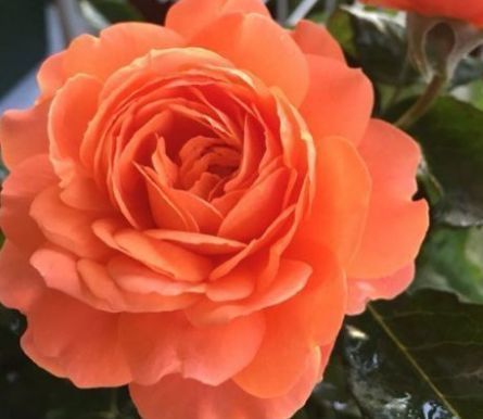 新手养花,不如养盆花中精品“土星王阳台”,丰腴优美,恬静文雅