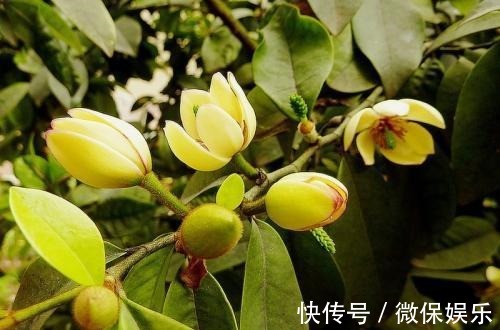 这花好奇怪,花只绽开一半,香味却散到十里外!