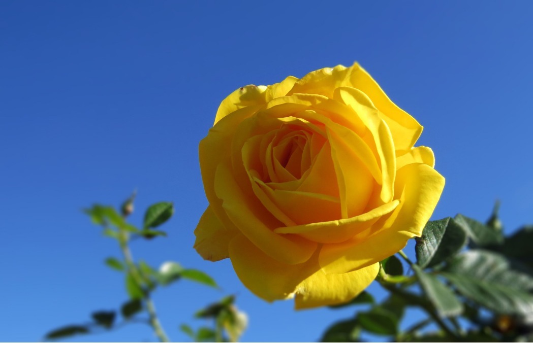 月季想插好，两点要做到，快速生根易成活，新芽多多开爆盆