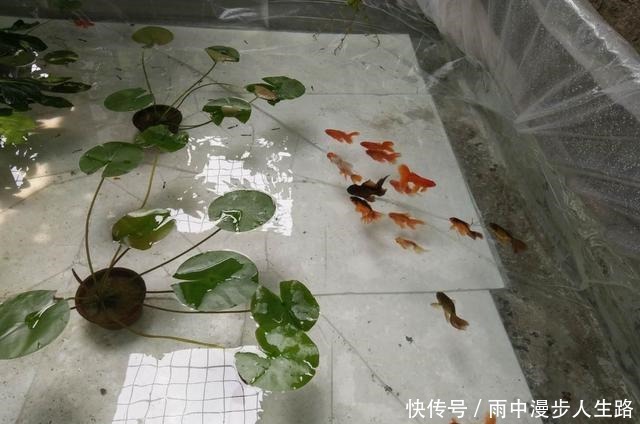 饲养|又到了室外养鱼季节,什么观赏鱼可室外养,为什么赞成室外养鱼
