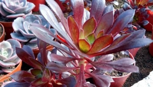 多肉黑法师能在卧室养吗？当然不行，它甚至都不适合放在室内养护