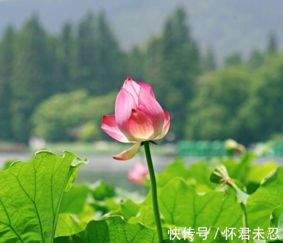 豪门|12生肖中，自己就是豪门，一生锦衣玉食的3大生肖女