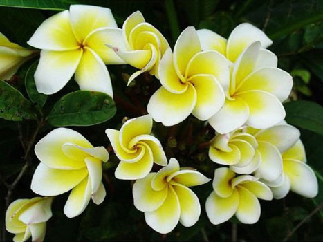 此花花色独特，在开花的时候还能散发出芳香，是最美的花