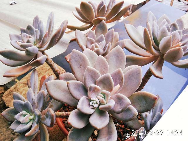 最皮实的多肉冬美人,不但四季可以露养,而且用什么土栽种都可以