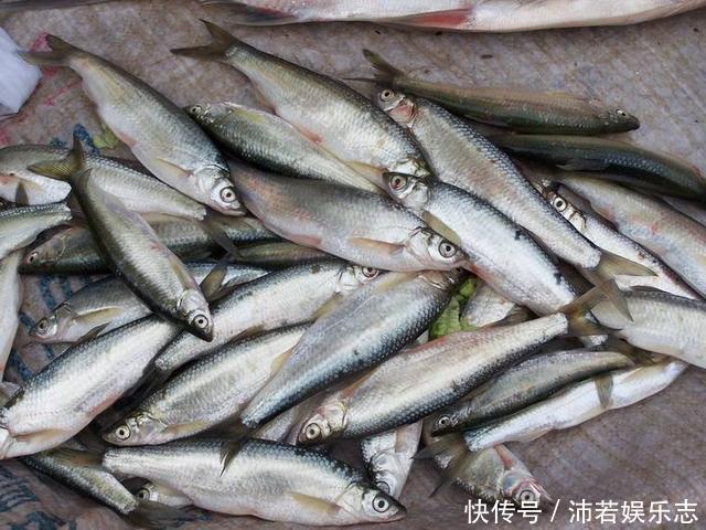 白条|白条精?在安徽老家钓获巨型白条鱼,朋友:能长这么大,真没见过