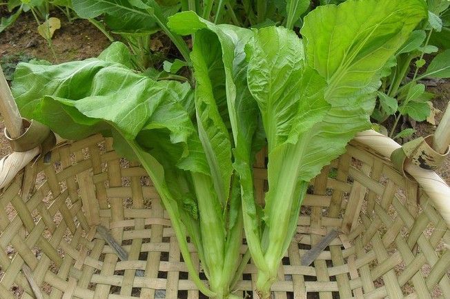 孩子|冬天,百菜不如此菜,钙含量特高,比喝牛奶还强,孩子要多吃。