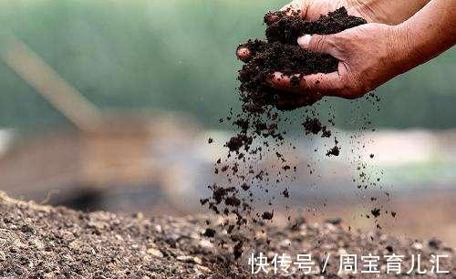 效果|养花换盆的旧土别扔简单2步旧土变新土养花效果嗷嗷的