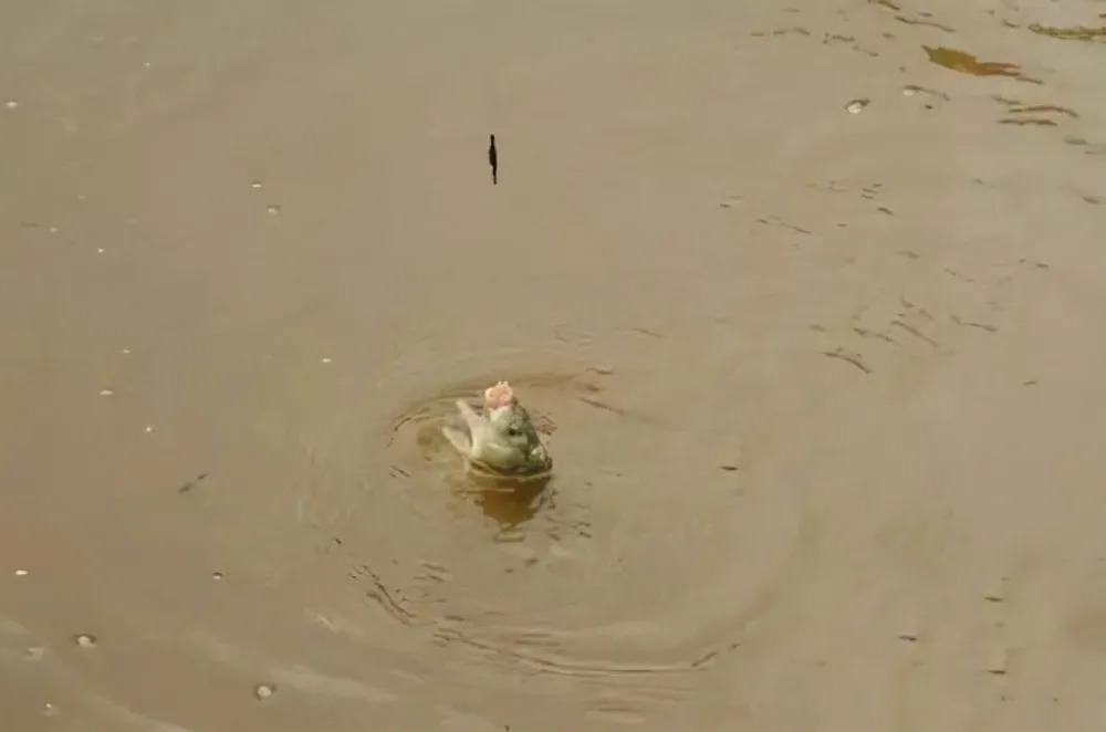 冬天鲫鱼进窝慢，怎么才能让鲫鱼快速进窝？看看我说的这几点