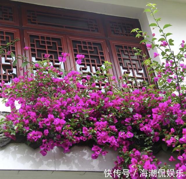 阳台上|三角梅在花期“开花少”,将“4点”把握好,开花99朵,变花树!