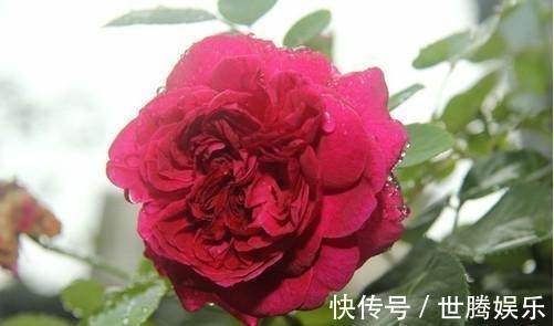 植株|红的发紫的月季花——莎士比亚2000,颜值和香味都双高