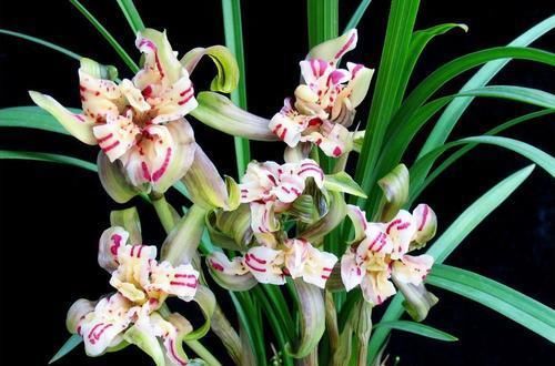 家里养兰花,了解掌握几个要点,服盆快不黄叶,你做对了吗?