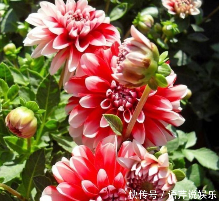 浇水|总爱给花浇水那就养这4种花,不怕浇,还越浇越旺