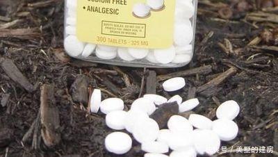 家里4种药片，过期不要扔，都是养花宝贝，比花肥好用10倍