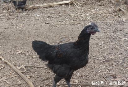 食物|宫寒难受孕,多吃这3种食物,暖宫补血,还促进排卵,助你好孕