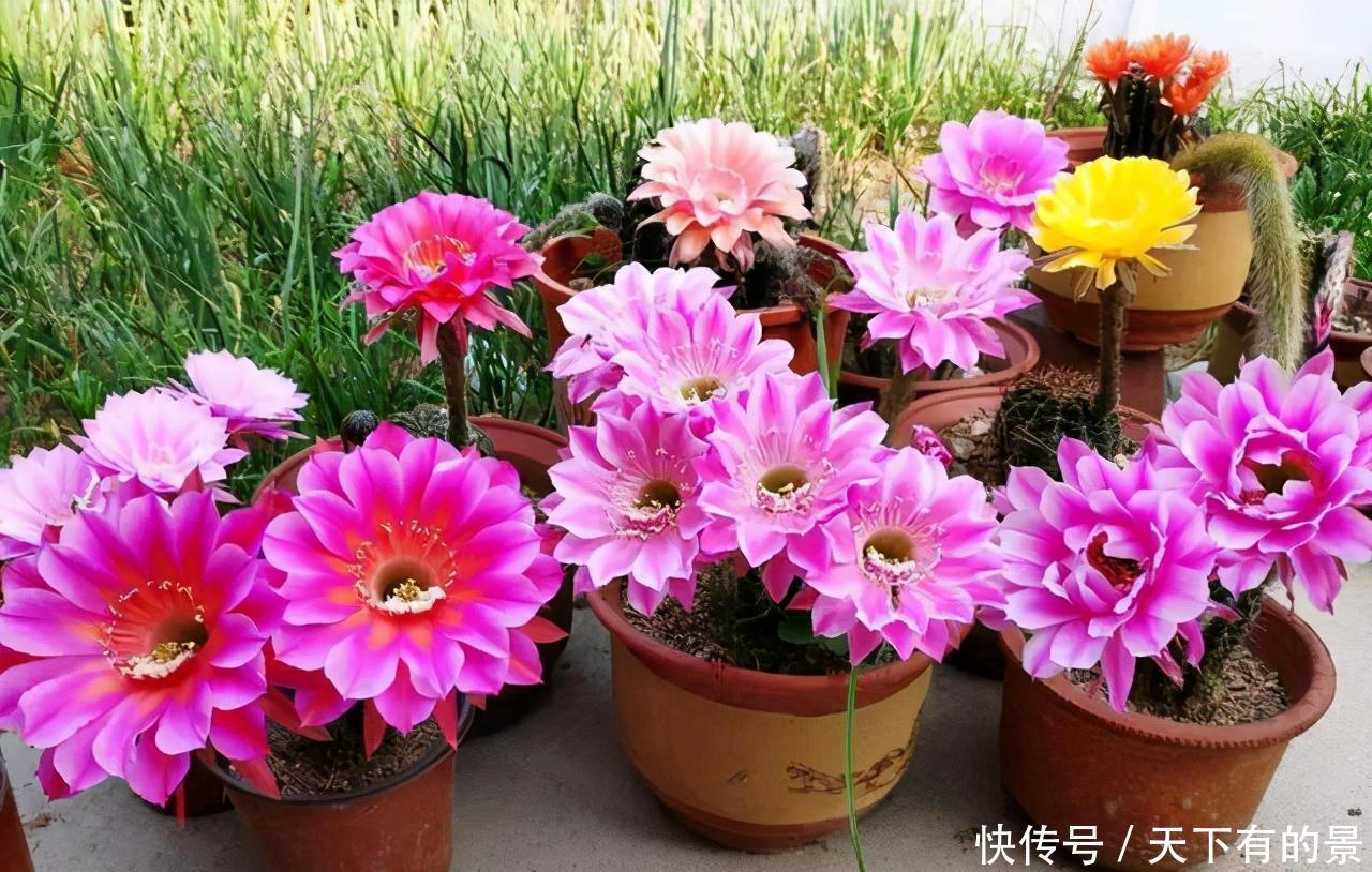 这些花不吉利又难听,开花再漂亮,也不敢在家养