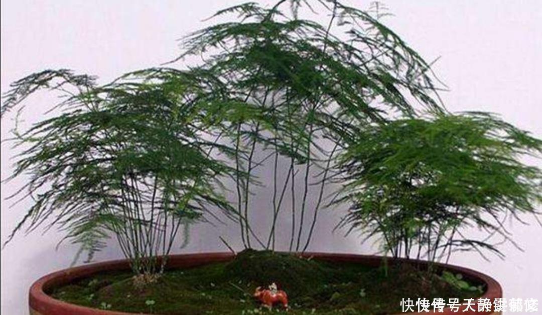 文竹盆景，怎样防止枝叶徒长保持株型低矮，姿态优美