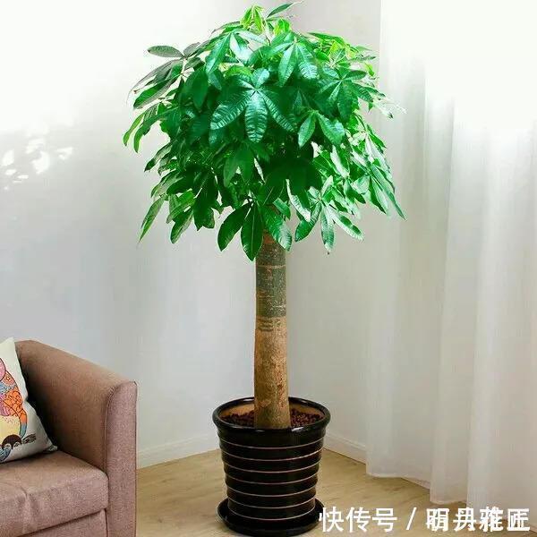 沙漠玫瑰|进入深秋,4种花要“旱着养”,水浇多了就烂根,真是帮倒忙