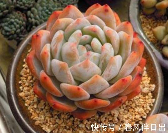 多肉植物|不容错过的4款多肉，每一种都胖乎乎上色美，一次养10盆不嫌多