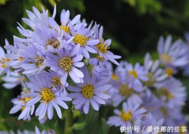 几种花最适合养家里，花期长花量大，四季繁花似锦
