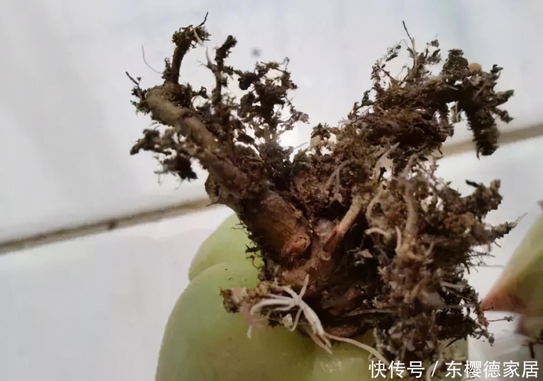 根系|多肉要“死翘翘”？先给你3个“信号”，看不明白？就没救了